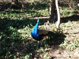 Campo_grande_2
