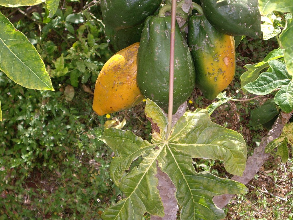 Papayas_del_convento.JPG
