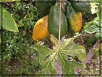 Papayas_del_convento.JPG