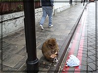 03 Bocadillo de atún.jpg